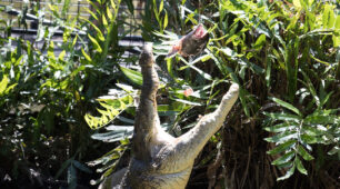 Big Croc Feed with Palm Cove transfers Big Croc Feed with Palm Cove transfers
