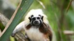 Mammal Magic