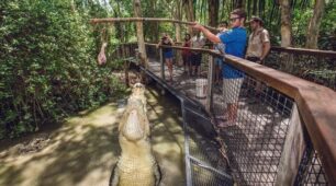Big Croc Feed with Port Douglas transfers