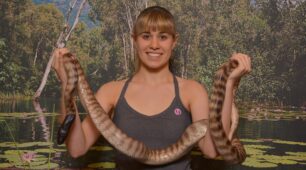 Reptastic 5 with Port Douglas transfers