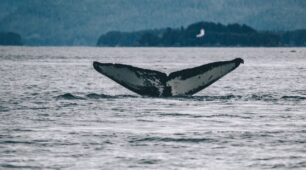 Whale Watching Cruises